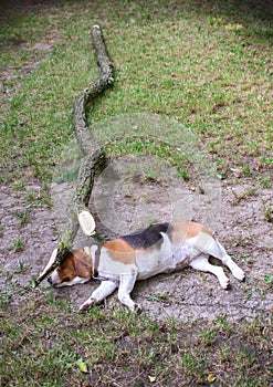 A Beagle dog is sleeping under a broken branch.