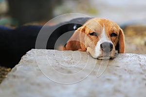 Beagle dog sleeps on the footpath.