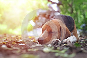 Beagle dog sleeps outdoor.