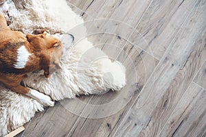 Beagle dog sleeps on sheepskin photo