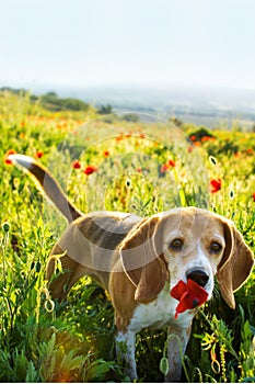 Beagle dog smelling poppy flower in spring wild flowers. Poppies among grass at sunset