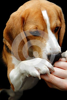 Beagle dog sniffing hand reward photo