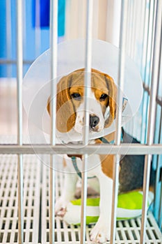 A beagle dog with splint to stabilize the left hind limb sitting in the cage