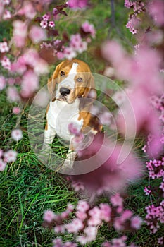 Beagle dog in spring sakura