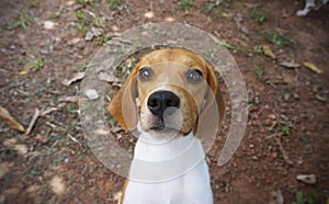 Beagle dog standing on the ground looking at camera