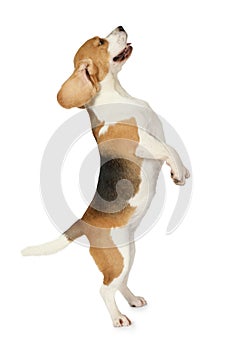Beagle dog standing on hind legs