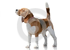 Beagle dog standing isolated on white background. Front view