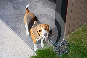 Beagle dog standing and look up with doubtfulness on the ground