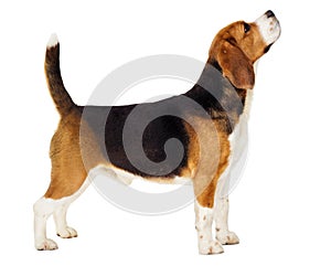 Beagle dog stands