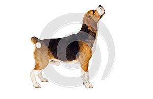 Beagle dog stands sideways