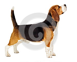 Beagle dog stands sideways