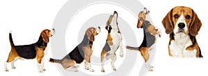 Beagle dog stands sideways in full growth