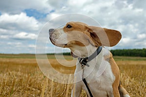 Beagle dog on stubble wheat field