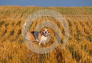 Beagle dog on stubble wheat field