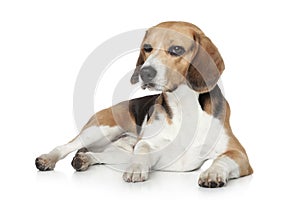 Beagle dog in studio on a white background