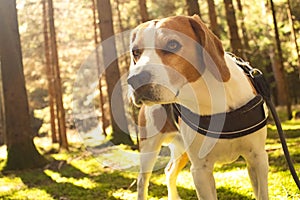 The beagle dog in sunny autumn forest.