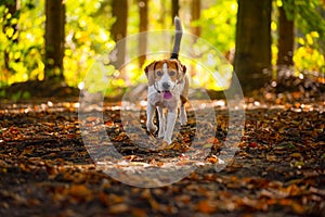 The beagle dog in sunny autumn forest. Alerted hound searching for scent and listening to the woods sounds