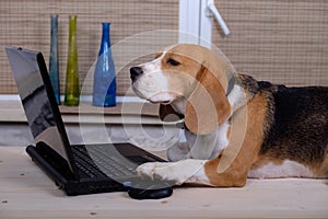 Beagle dog on the table with laptop