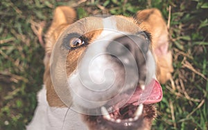 Beagle dog taking selfie