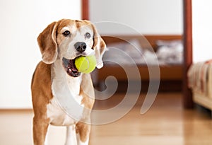 Beagle dog with tennis ball wants to play