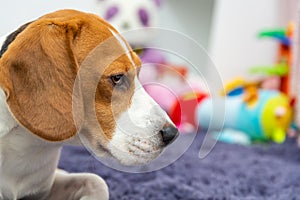 Beagle dog tired on a carpet in child room, toys in background