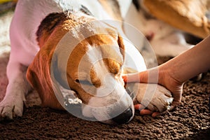 Beagle dog tired sleeps on a carpet floor, child grabbing dogs paw