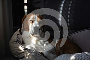 Beagle dog tired sleeps on a couch in sun rays.