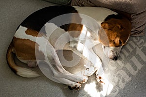 Beagle dog tired sleeps on a cozy sofa, Sun rays fall through window