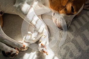 Beagle dog tired sleeps on a cozy sofa, Sun rays fall through window