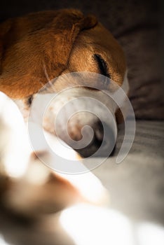 Beagle dog tired sleeps on a cozy sofa, Sun rays fall through window