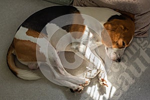 Beagle dog tired sleeps on a cozy sofa, Sun rays fall through window