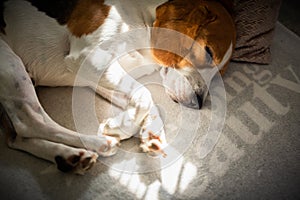 Beagle dog tired sleeps on a cozy sofa, Sun rays fall through window