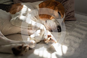 Beagle dog tired sleeps on a cozy sofa, Sun rays fall through window