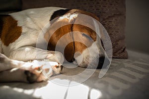 Beagle dog tired sleeps on a cozy sofa, Sun rays fall through window