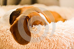 Beagle dog tired sleeps on a fluffy dog bed