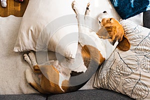 Beagle dog tired after walk lying on a sofa in bright interior, top view