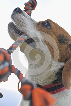 A beagle with a dog toy in its mouth. Dog and owner playing tug of war with a rope toy. Playful dog and its tug rope toy