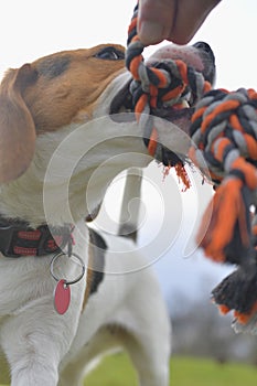 A beagle with a dog toy in its mouth. Dog and owner playing tug of war with a rope toy. Playful dog and its tug rope toy
