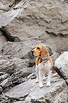 The beagle dog travels and walks in the mountains with beautiful views of nature and rocks in Altai