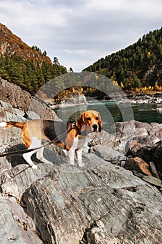 The beagle dog travels and walks in the mountains with beautiful views of nature and rocks in Altai