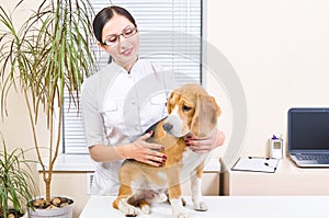 Beagle dog at the vet