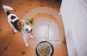 Beagle dog is waiting for feeding. Beagle dog looking forward to its food. Dog bowl