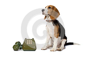 Beagle dog is waiting for the phone ring in white background