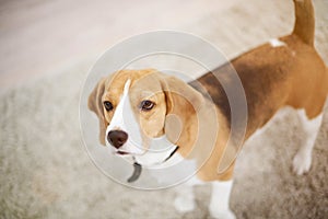 Beagle dog walk in apartment carpet