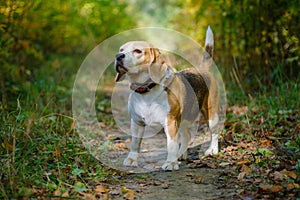 Beagle dog on a walk
