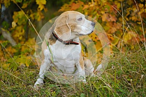 A beagle dog on a walk in an autumn park