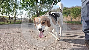 Beagle dog on a walk. Beagle dog with owner on a stroll on a country road. Concept of love for animals. The education of