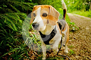 A Beagle dog on a walk in forest on a cloudy day