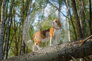 Beagle for a walk in the spring Park