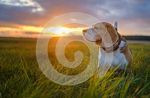 Beagle dog on a walk in the summe